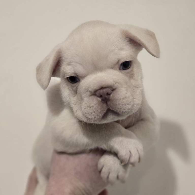 🐾 3 puppies left -  French Bulldog Puppies 