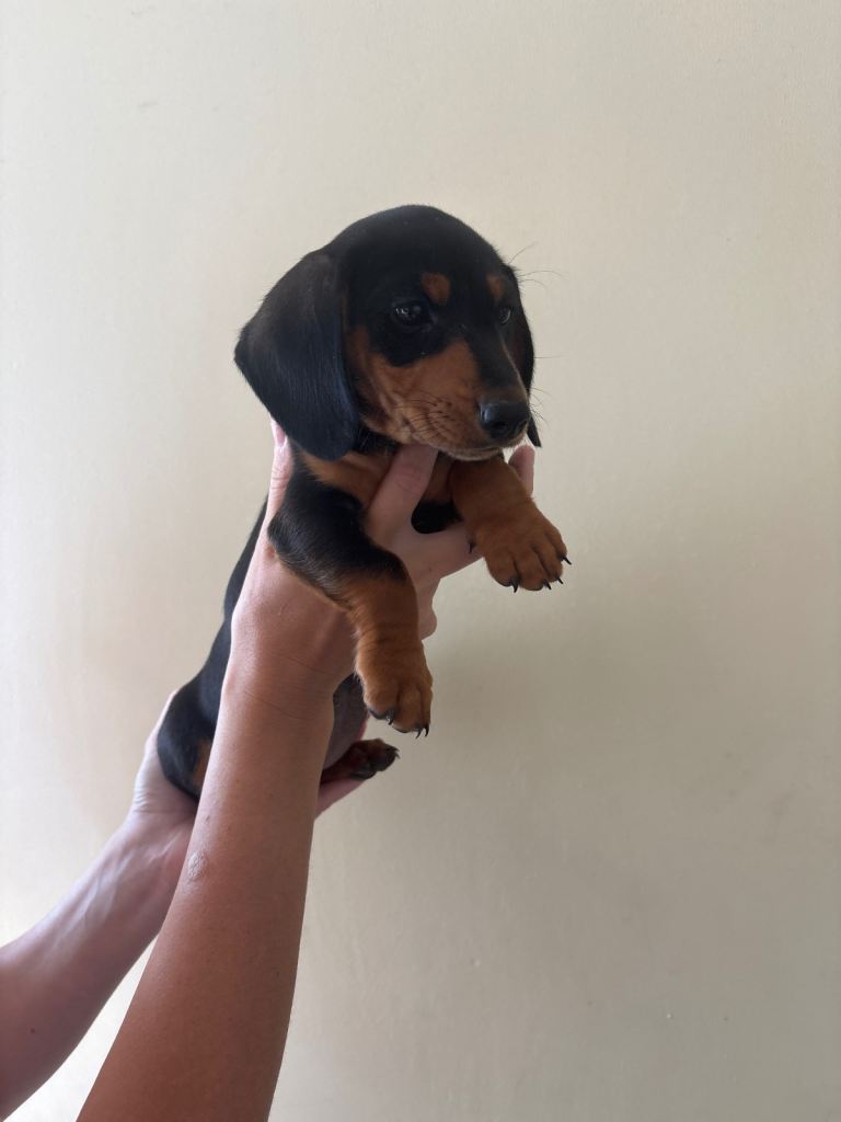 Dachshund puppy 