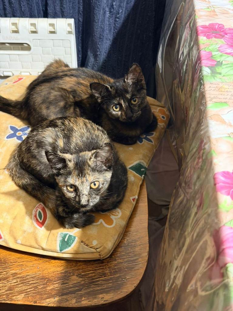 Two adorable tortoiseshell kittens looking for a new home