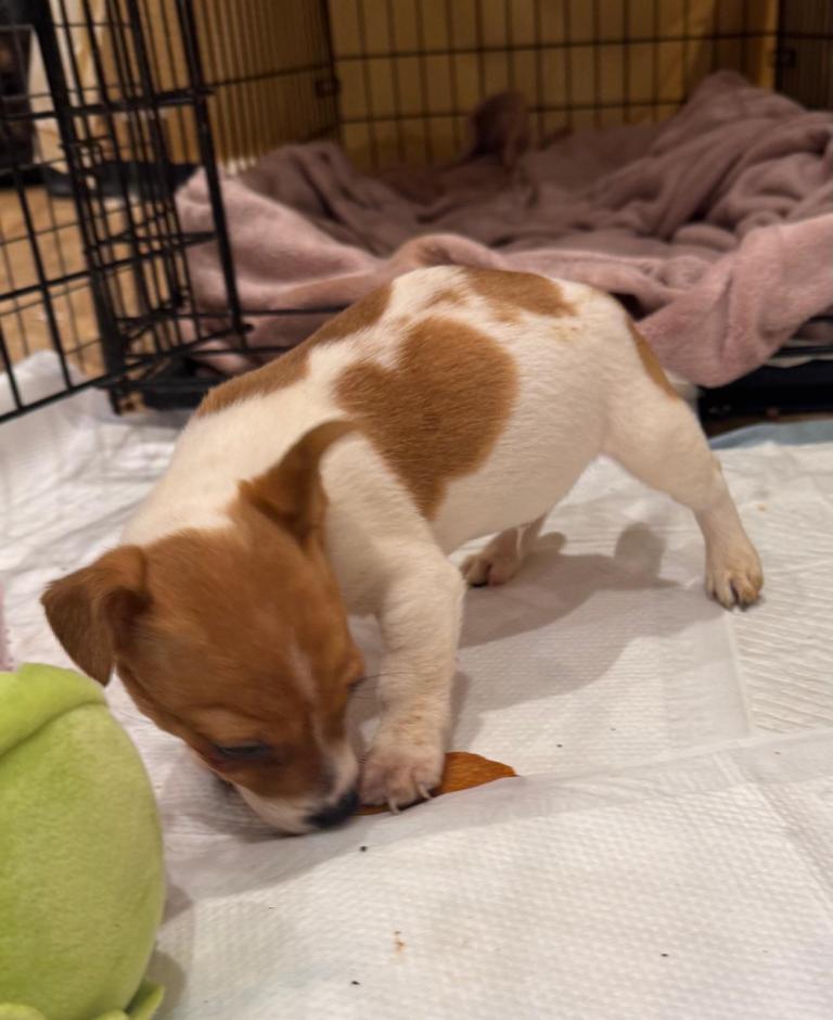 Miniature Jack Russell Puppies