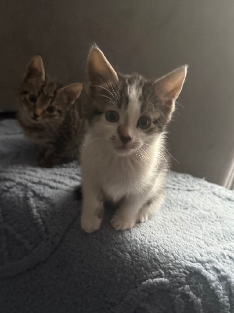 3 Kittens for sale 