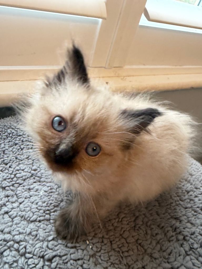 Beautiful Seal point Ragdoll kittens  Ready now 