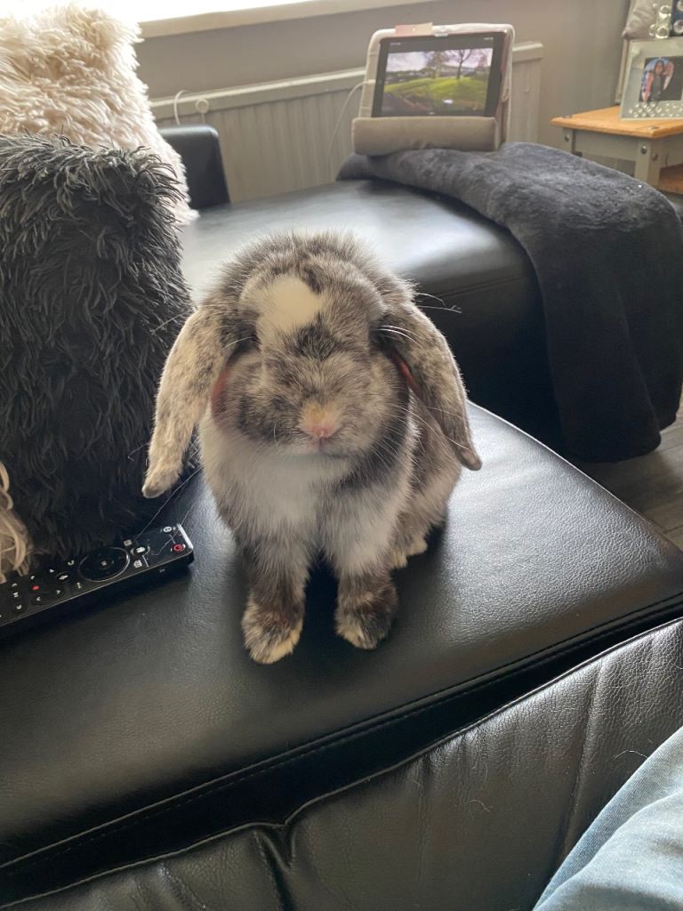 Mini Lop buck Rabbit and large hutch 