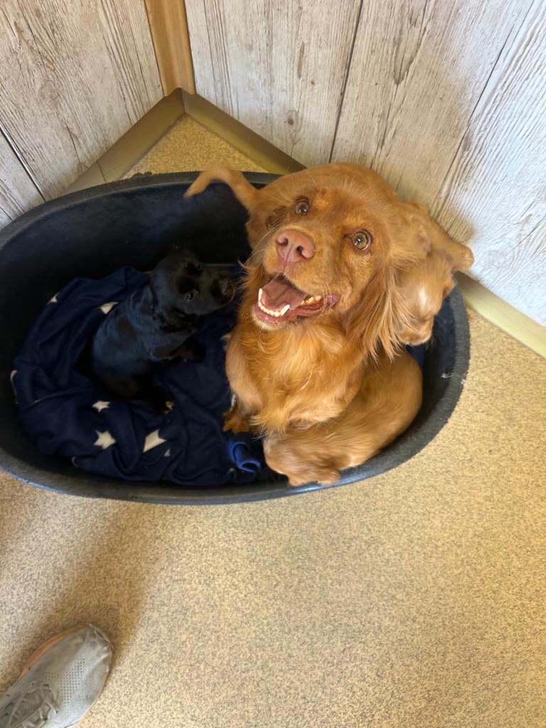 Kc registered cocker spaniels puppies 