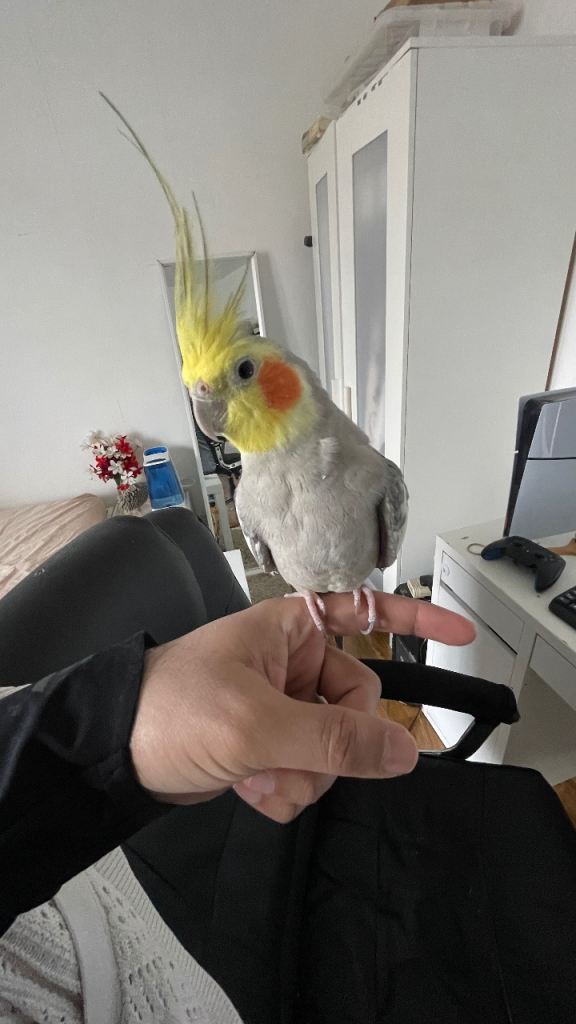 Cockatiel 6 years old