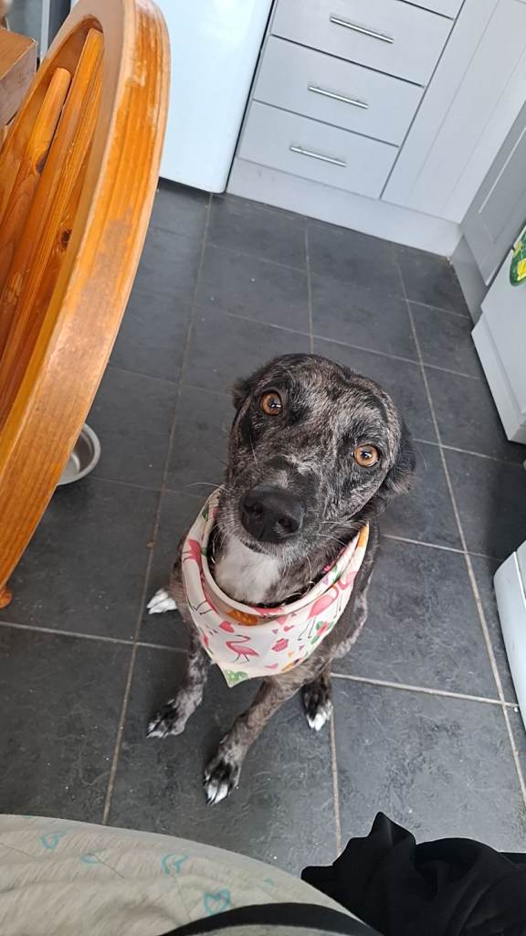 5year old whippet*pepper* (pip)