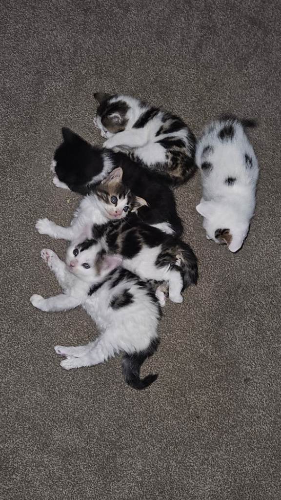 5 Gorgeous Kittens Ready for Their Forever Homes – 3 Female & 2 Male 🐾