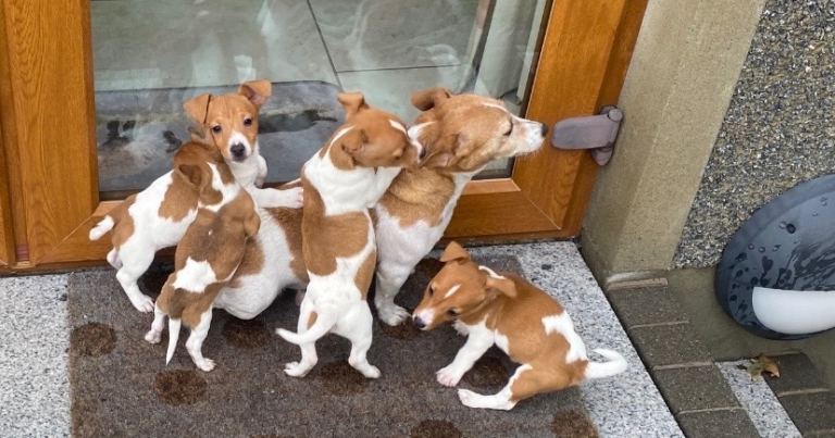 Jack Russell Pups
