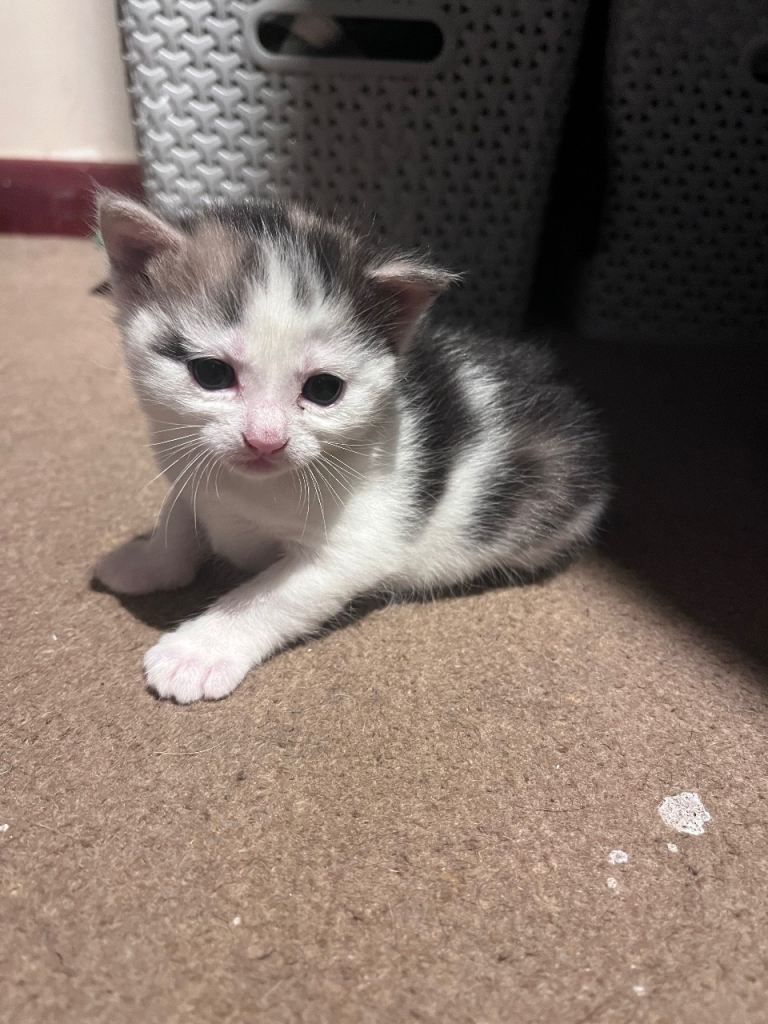 Beautiful kittens for sale 
