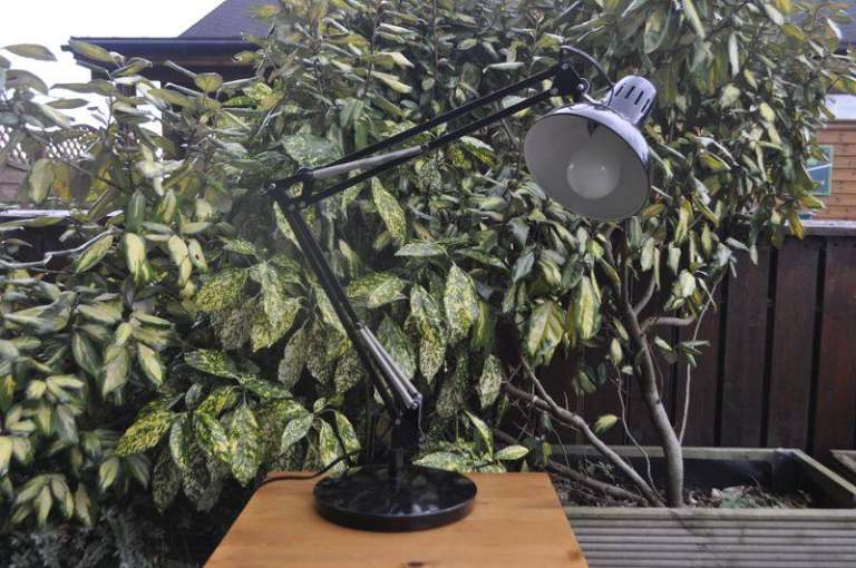 Anglepoise lamp