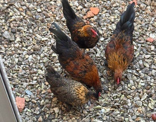 3 Bantam roosters and 1 hen for sale 