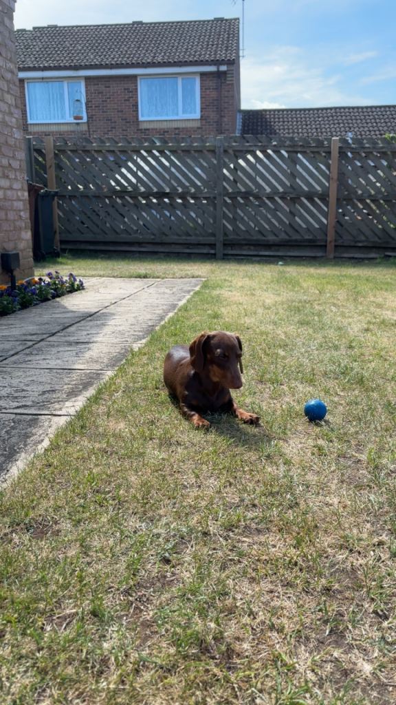 Miniature Dachshund 