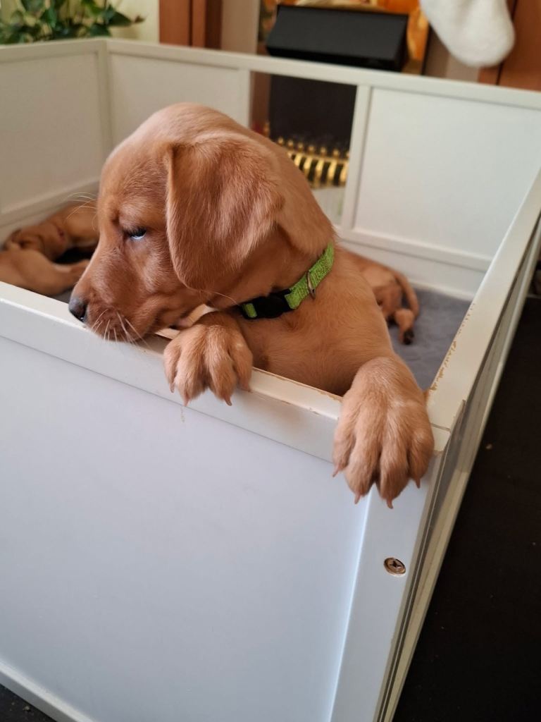 Fox red Labrador puppies for sale. 