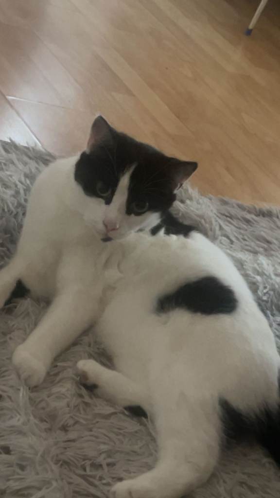 Male cat 