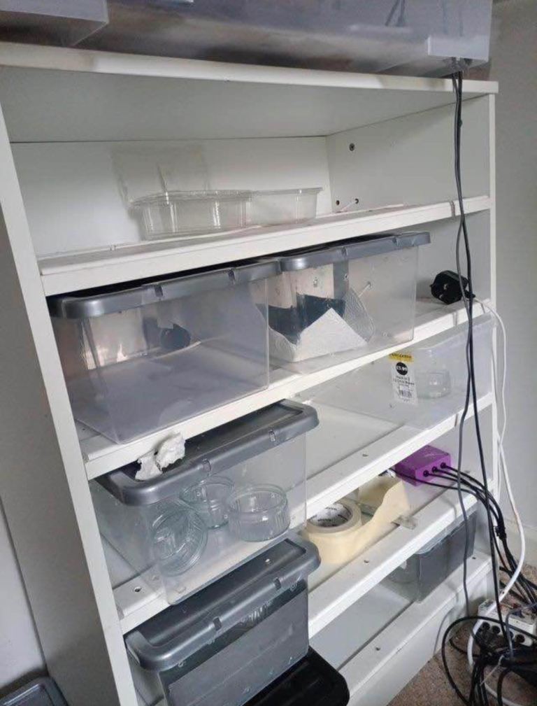 Reptile hatchling rack