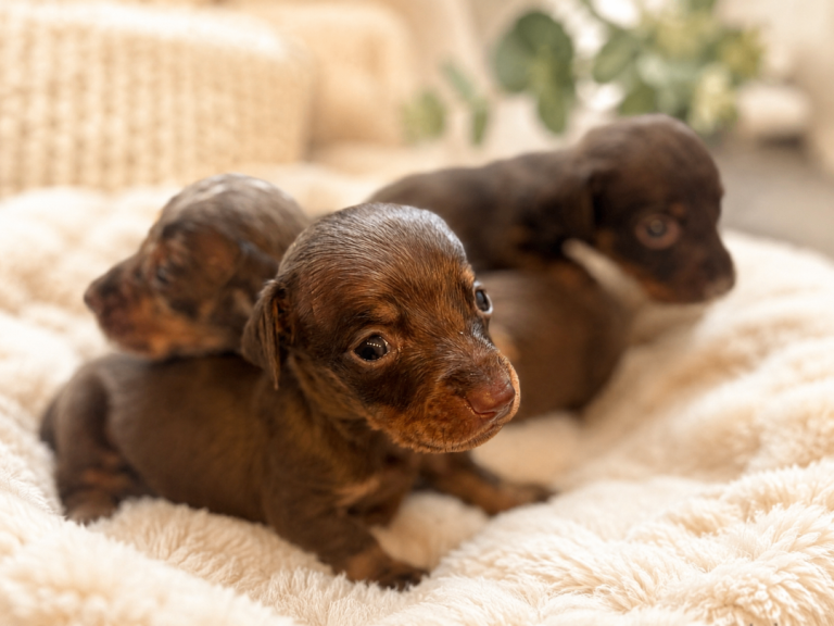 🐾 KC Registered Miniature Dachshund Puppies 🐾