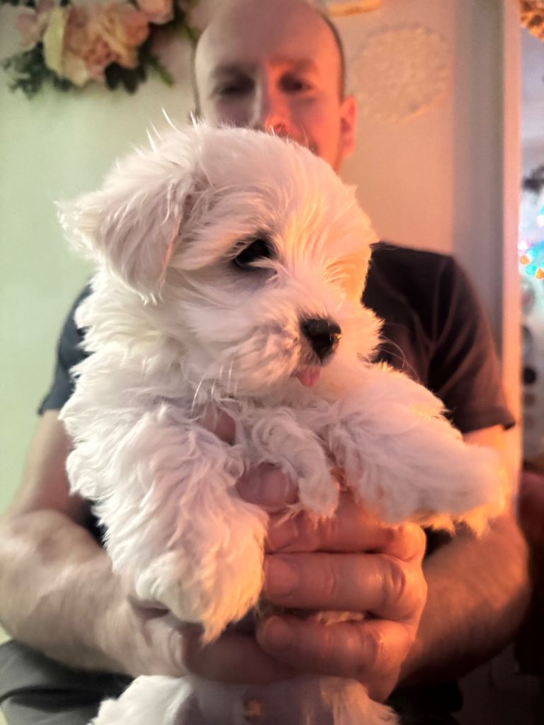 Beautiful Maltese boy looking for loving home! 