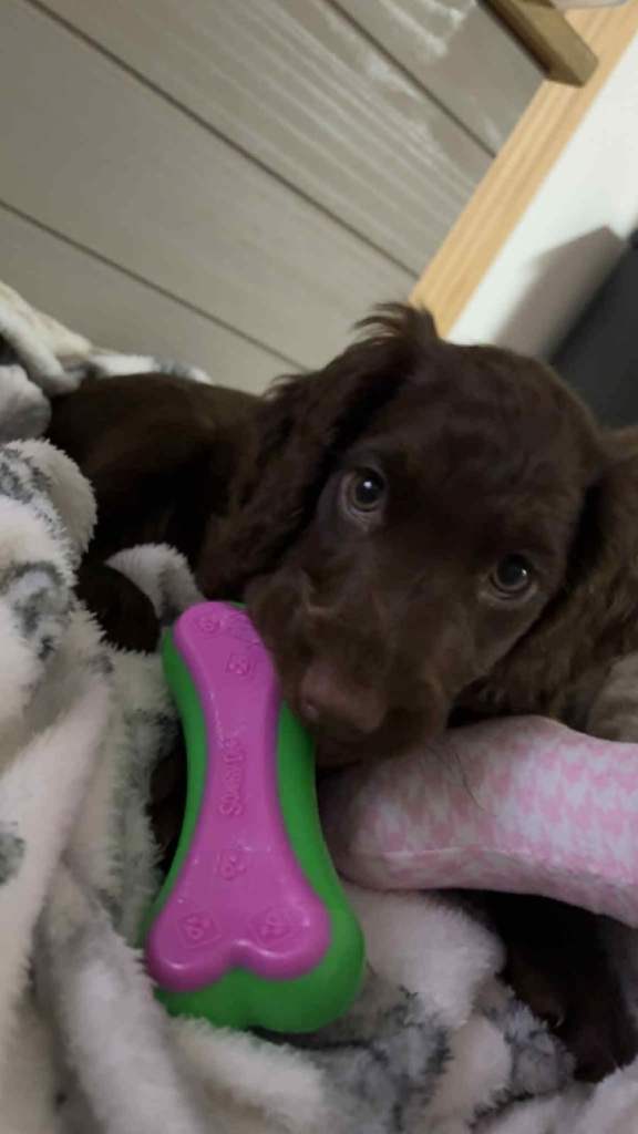 Dotty 18 weeks for sale 