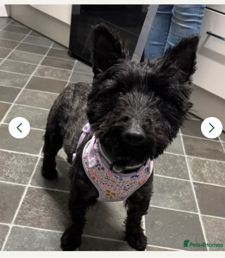 Scottish terrier bitch