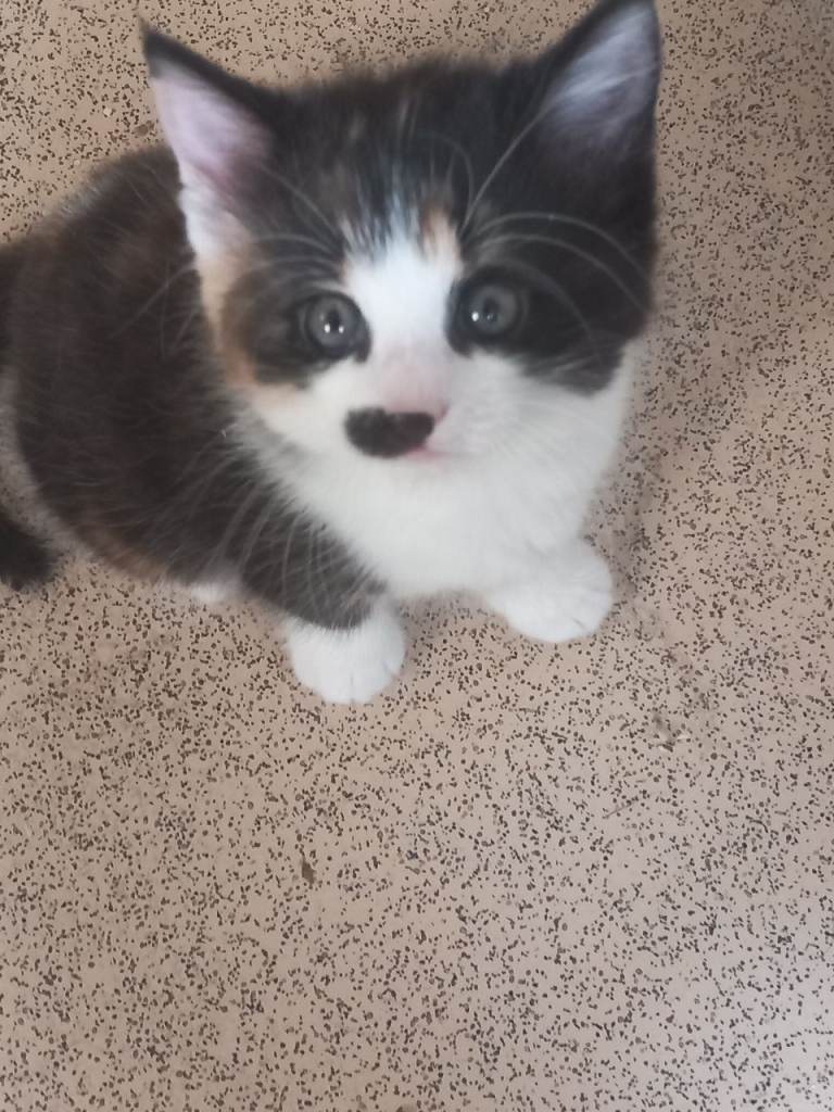 A very beautiful Calico girl kitten for sale