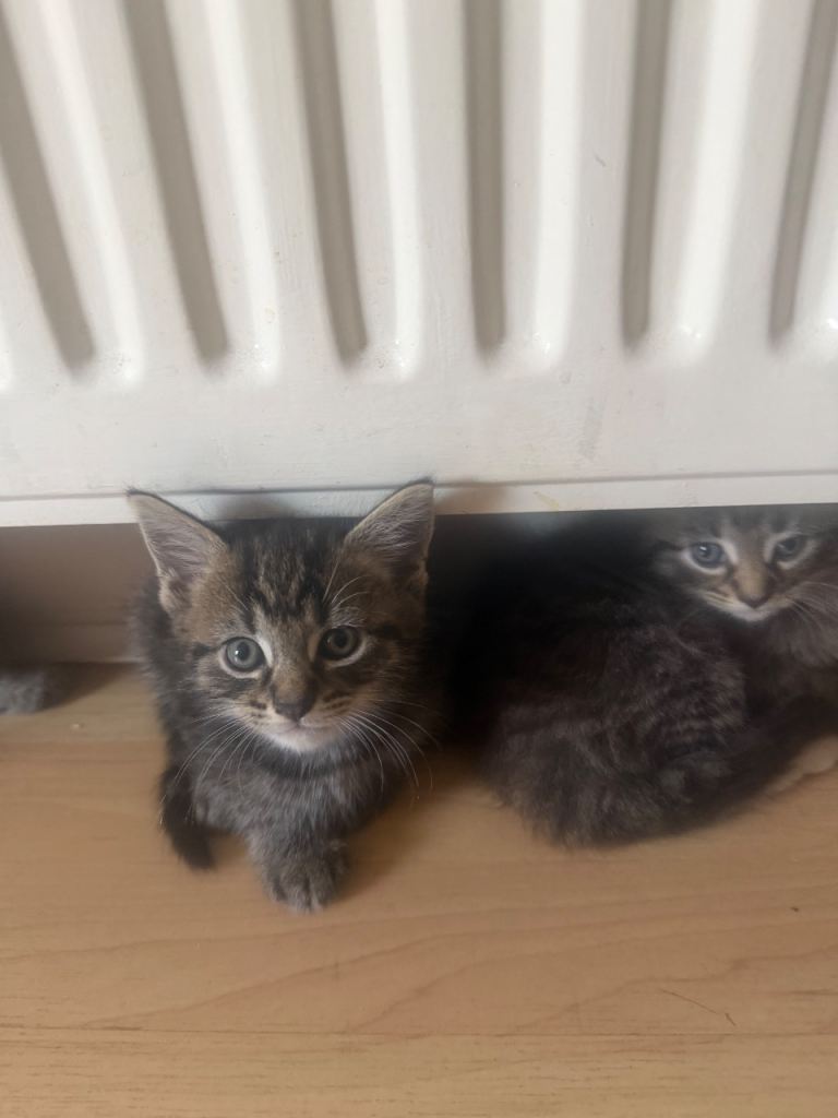 4 Adorable Kittens – 8 Weeks Old