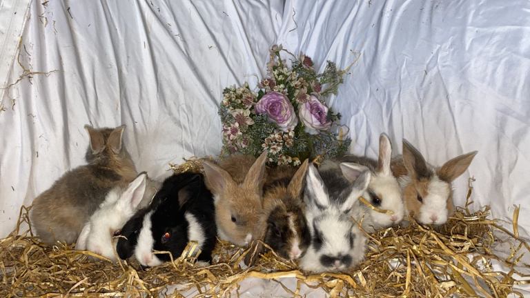 Baby rabbits 