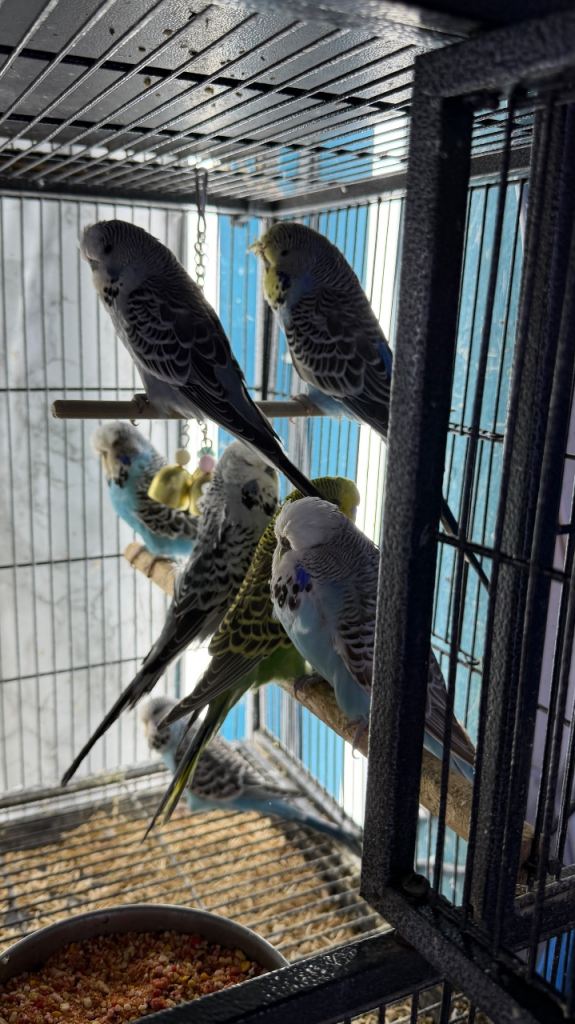 Budgies 