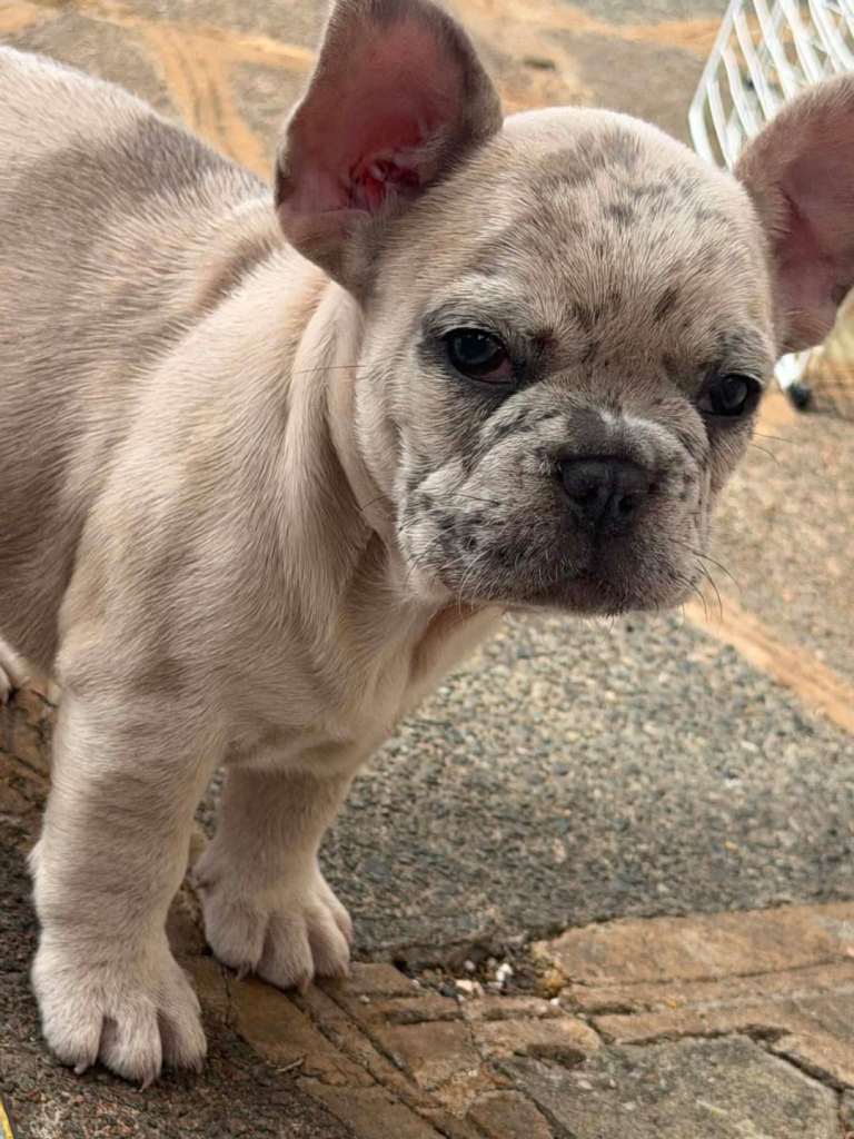 French bulldog puppies 