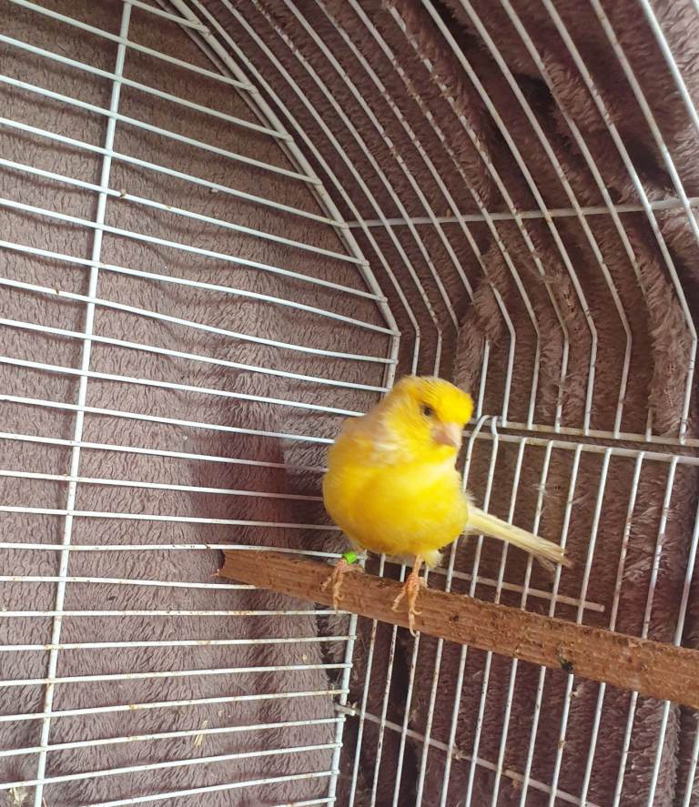 Good Condition femal e Yellow Canari