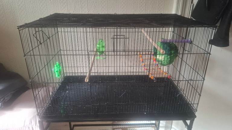 Bird cage 