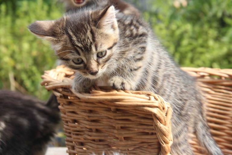Beautiful playful kittens, lots of fun, ready now