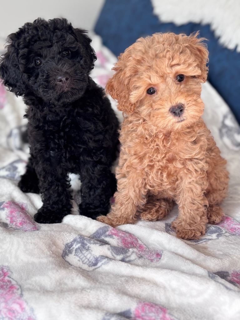 Tiny poodle puppies available 