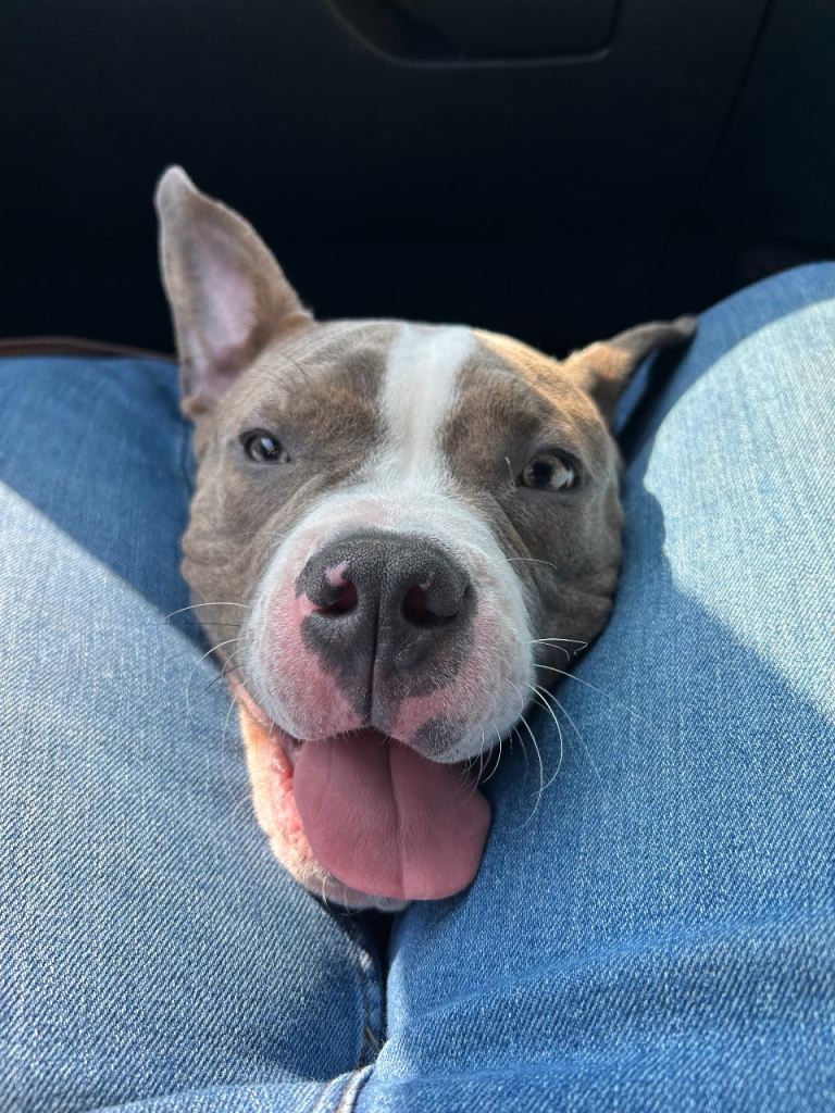 6 month-old male pocket bully