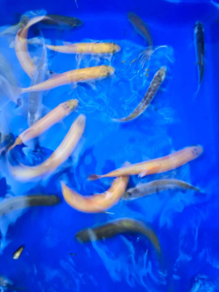 Mix pond fish 5 £20 