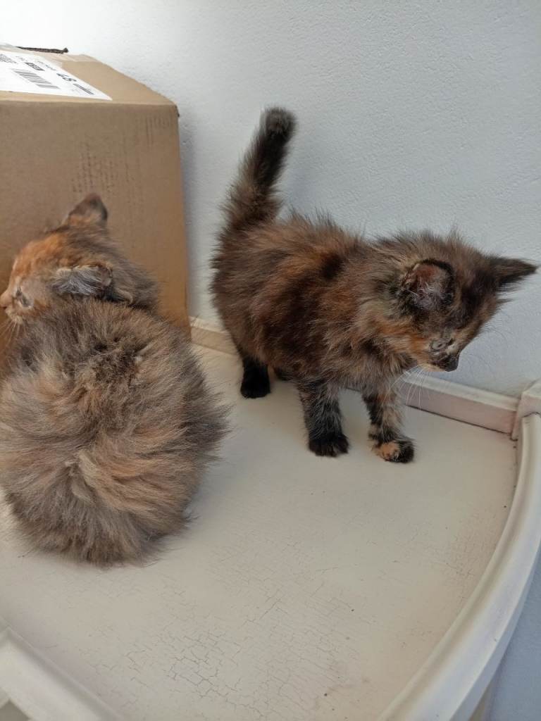 Female kittens for sale