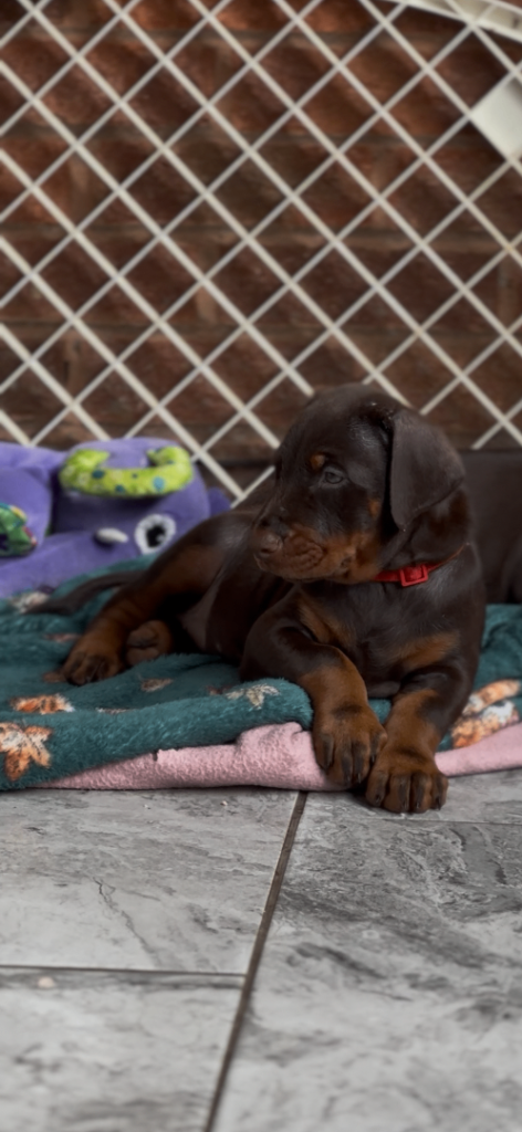 Large European jab Doberman puppies 