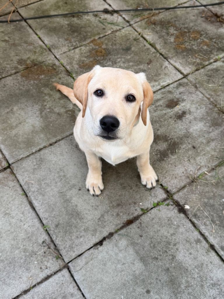 4 months old Labrador 