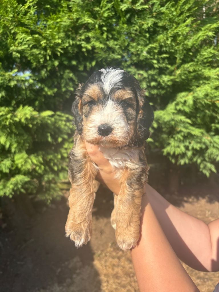 F2 cockerpoo puppies
