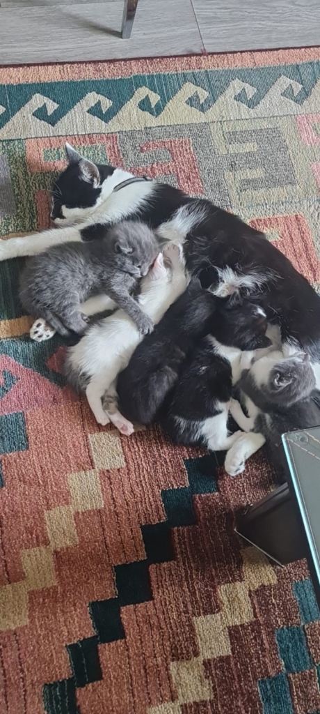 Kittens for sale 