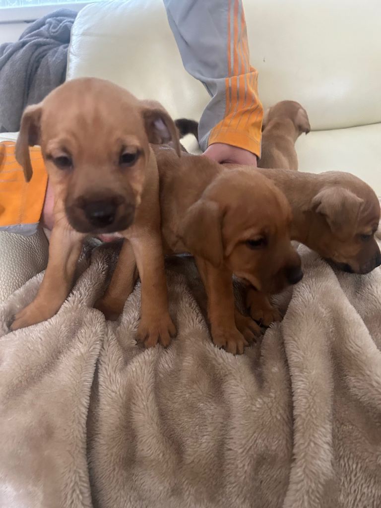 4 boy Jack Russle’s