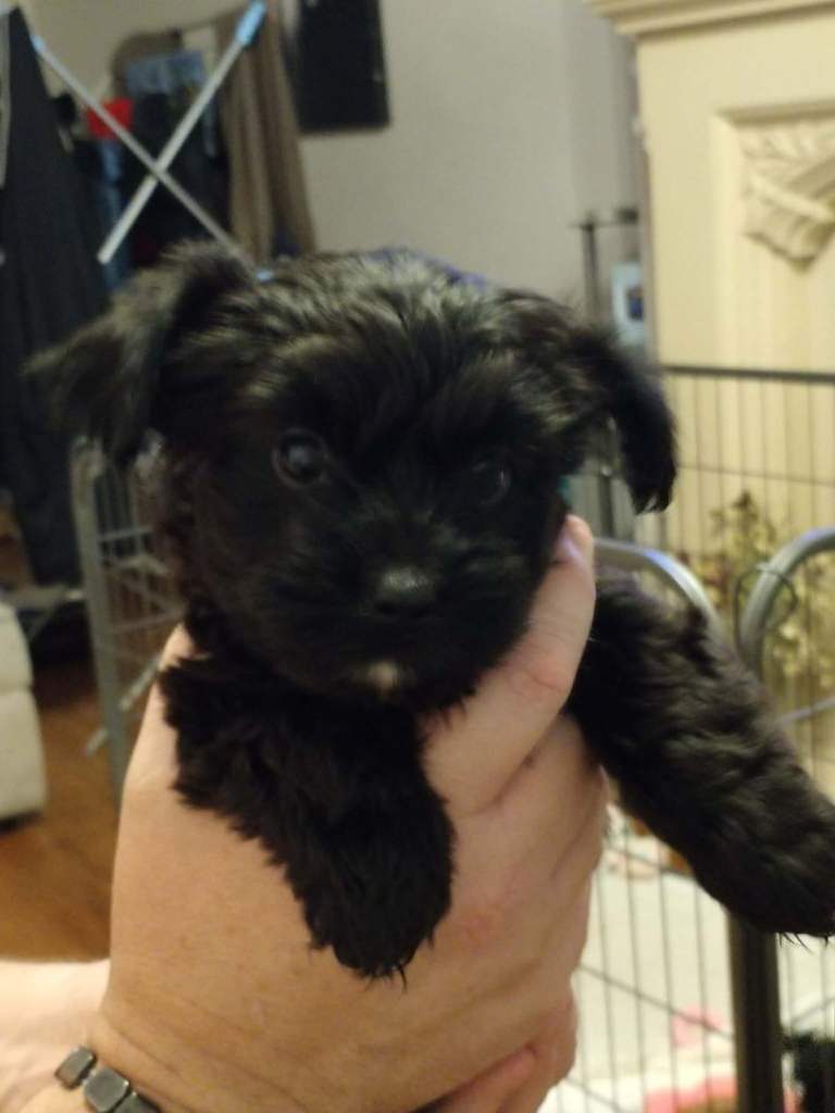 Yorkiepoochi **Only 1 puppy left**