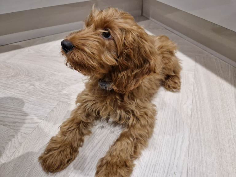 Cockapoo Puppy Ready Now