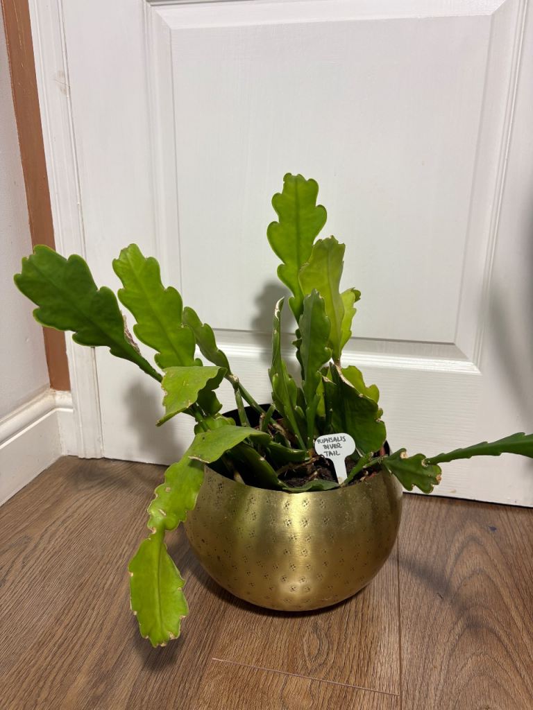 Epiphyllum Beavertail 