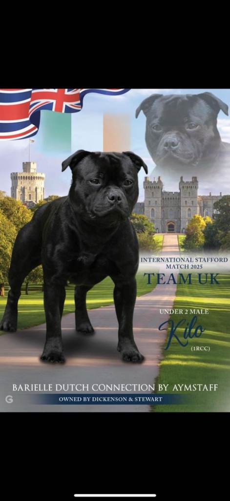 Stunning Litter of KC Registered Show Quality Staffordshire Bull Terrier Pups