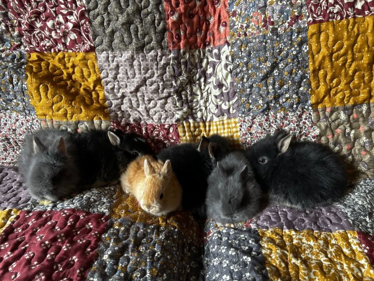Baby rabbits for sale, ready to go 10th April
