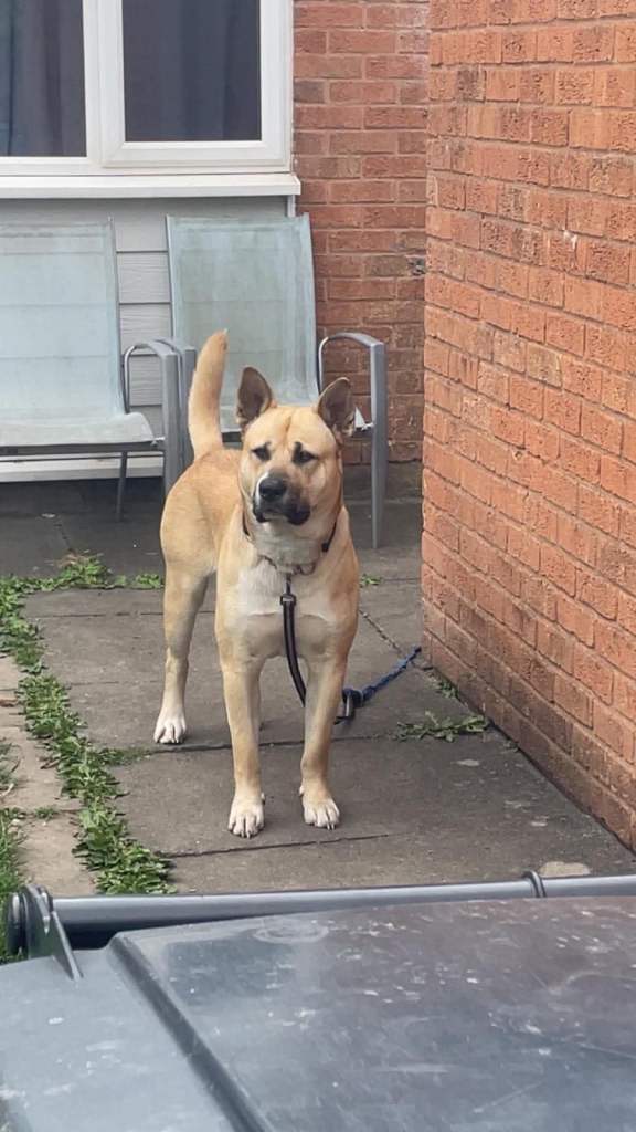 Alaskan malamute cross American bulldog 
