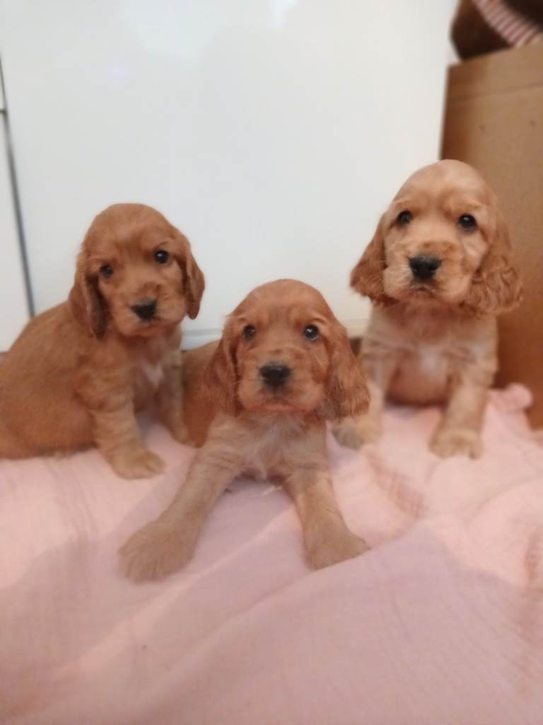 Cocker spaniel pups