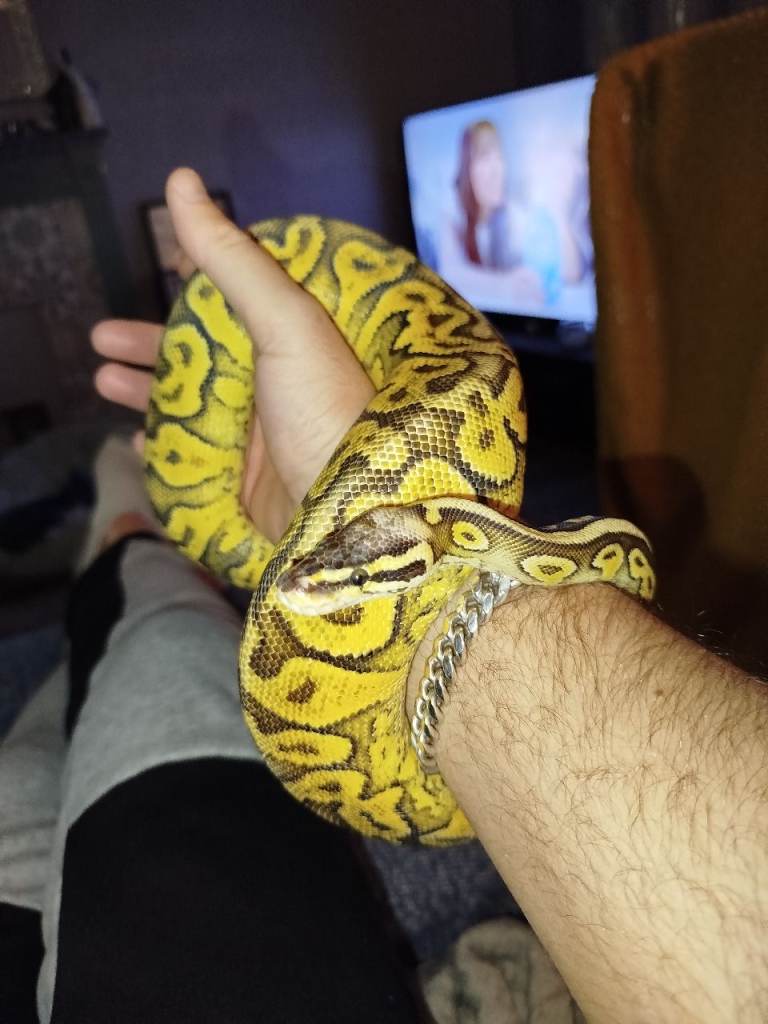Royal Pythons for sale (updated regularly)