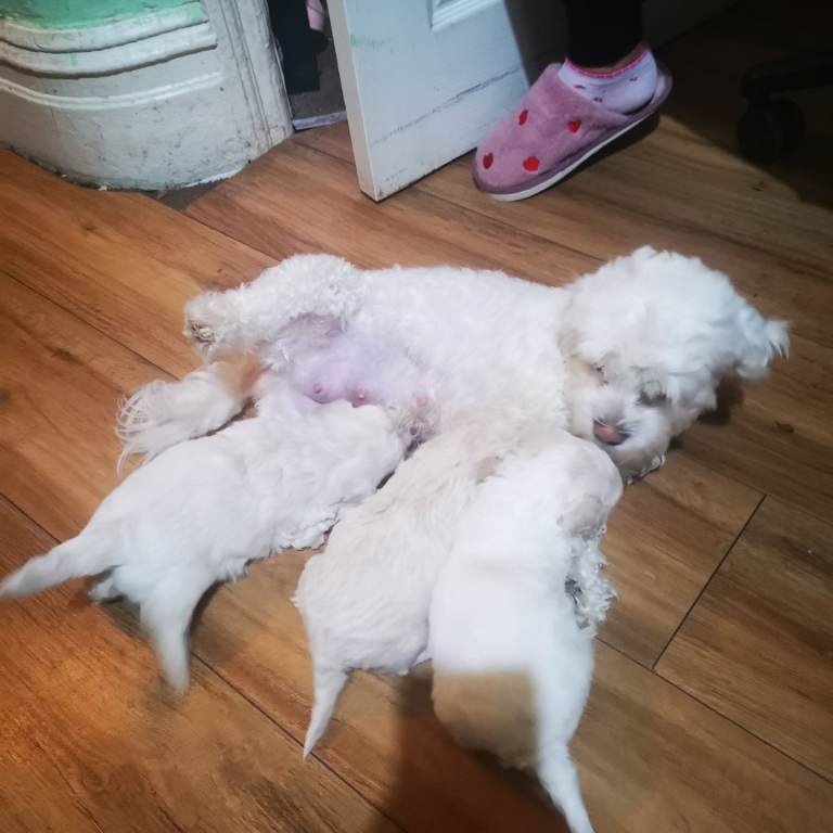 3 beautifuls puppy Bichon Maltese