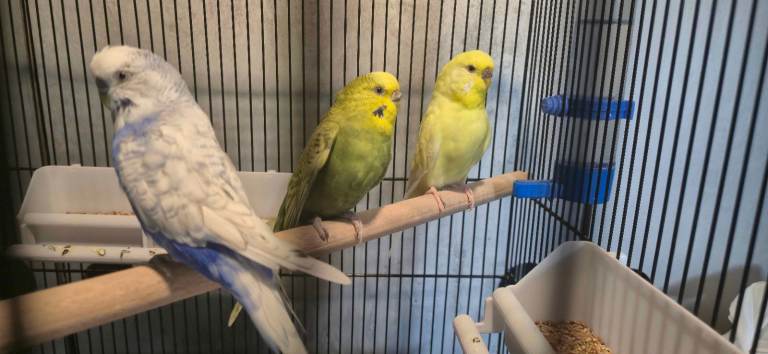 Budgies | Group Of Three|